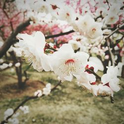 Close-up of white apple blossoms in spring