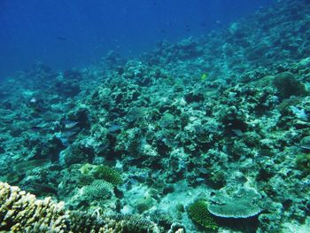 View of fish underwater