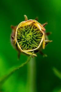 Close-up of flower bud growing outdoors