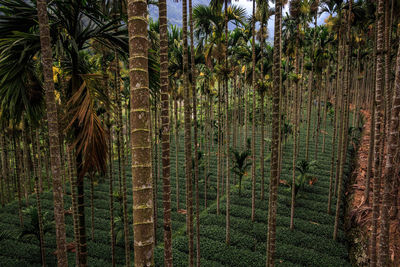 Palm trees by plants