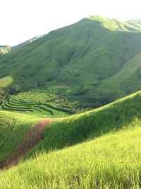 Scenic view of agricultural field against sky