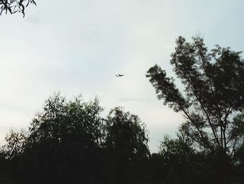 Low angle view of silhouette bird flying against sky