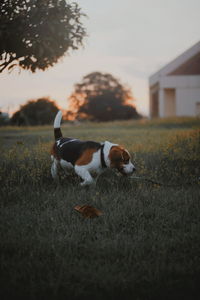 View of dog on field