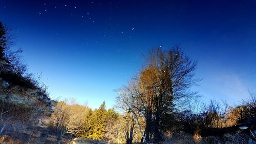 Low angle view of trees against sky