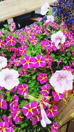 High angle view of pink flowering plant in pot