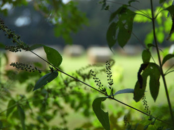 Close-up of green leaves on branch