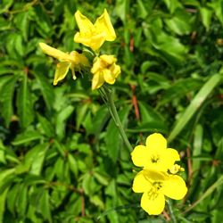 Close-up of yellow flowers