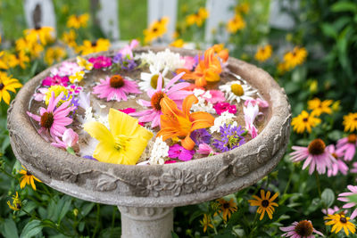 Close-up of multi colored flowering plants