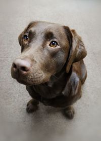Close-up portrait of dog