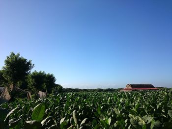 Tobacco crops growing on field against clear blue sky