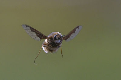 Close-up of insect flying