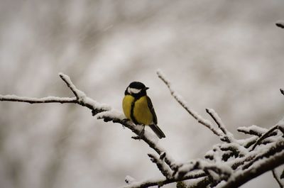 Close-up of bird perching on branch against sky