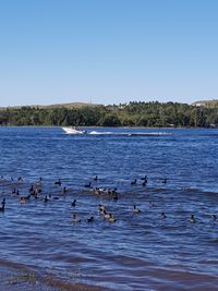 Swans swimming in lake against clear blue sky