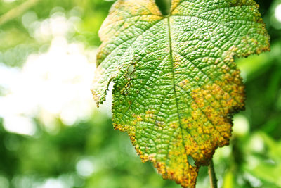 Close-up of fresh green leaves