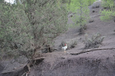 High angle view of birds on land