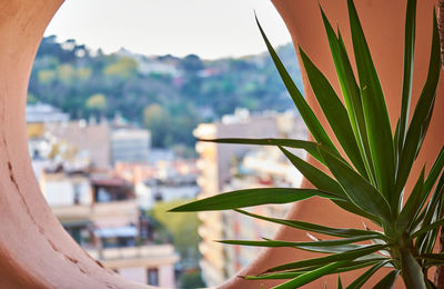 Close-up of plant against building