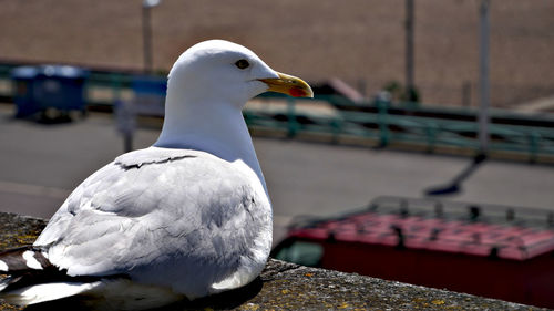 Close-up of seagull perching on retaining wall