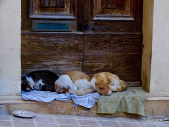 Cats sleeping on fabric by closed door