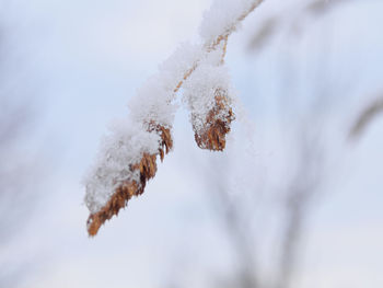 Close-up of snow covered plant