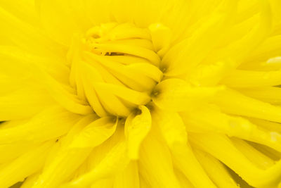 Full frame shot of yellow flower blooming outdoors