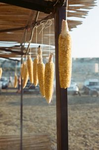 Close-up of fresh fruits hanging at beach against sky