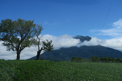 Trees on field against sky