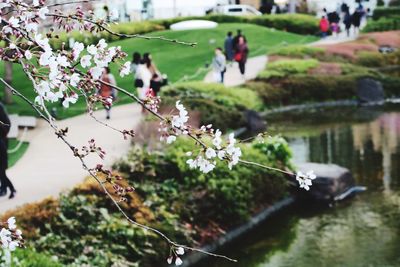 Close-up of white flowers blooming in park