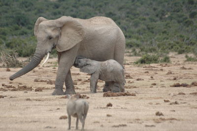 Elephant on field