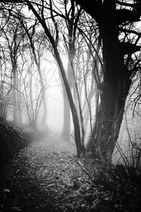 Bare trees in forest