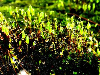 Close-up of plants