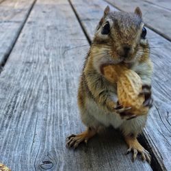 Portrait of chipmunk eating peanut