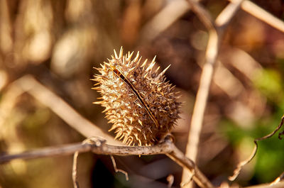 Close-up of wilted plant