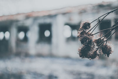 Close-up of frozen plant against sea