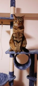 Portrait of cat sitting by wall at home