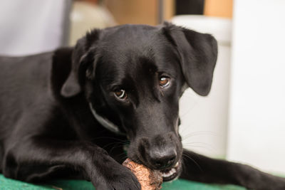 Close-up portrait of black dog