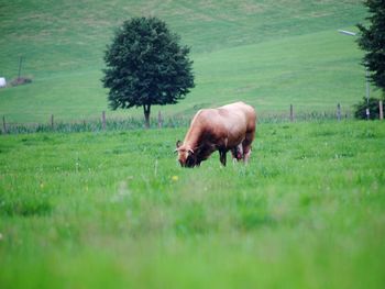 Cow grazing on field