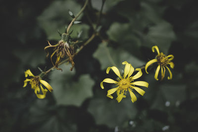 Close-up of yellow flowering plant