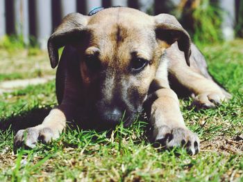 Portrait of dog resting on field