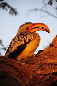 Low angle view of bird perching on tree against sky