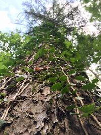 Low angle view of tree