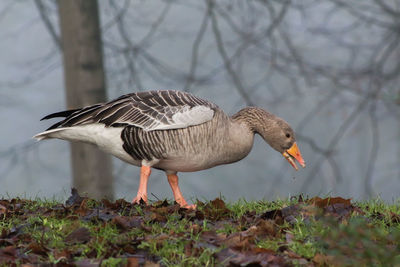 Close-up of duck