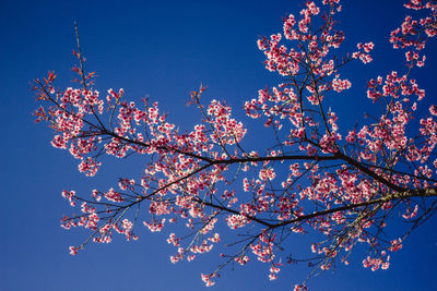 Low angle view of cherry blossoms against blue sky