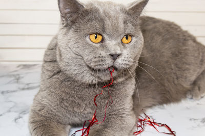 Close-up portrait of a cat