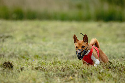 Basenji dog lifted off the ground during the dog racing competition running straight into camera