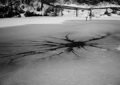 Dead tree on snow covered land