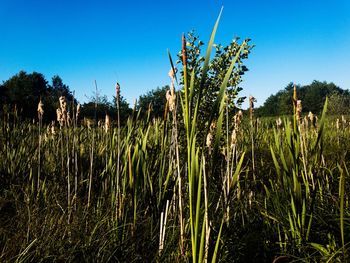Plants growing on field against clear sky