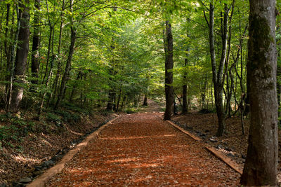 Road amidst trees in forest