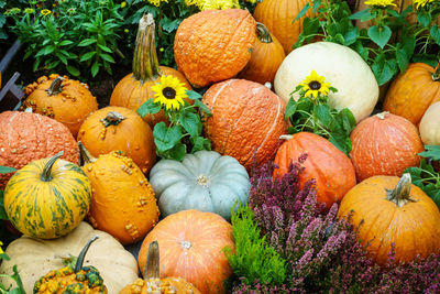 High angle view of pumpkins