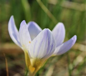 Close-up of white crocus flower