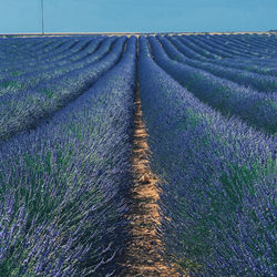 Full frame shot of lavender on field